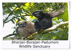 Bherjan-Borajan Padumoni Wildlife Sanctuary